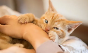 猫咪为什么会喜欢咬胳膊呢