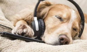 为什么狗狗要放音乐睡觉