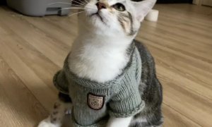 为什么钩针编织猫咪衣服