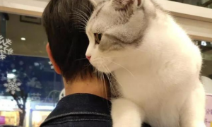 猫咪爱上人肩膀