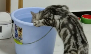 猫咪为什么找水桶呢