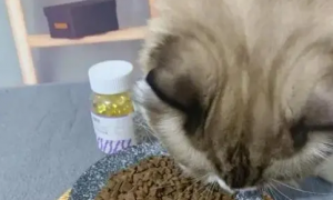 鱼油怎么给猫咪吃