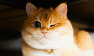 猫咪为什么老是眨眼
