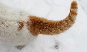 猫咪的尾巴为什么有点翘起来呢