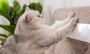 为什么猫咪经常吃胶纸呢