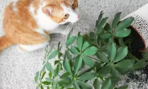 养猫不能养的绿植有哪些