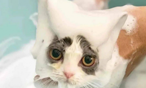 猫咪为什么每天不能洗澡呢