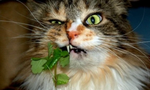 猫咪为什么喜欢薄荷味