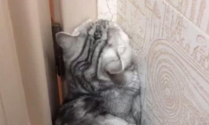 猫咪天天对着墙角是为什么