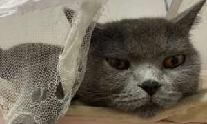 猫咪喜欢舔蚊帐是因为什么原因