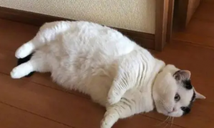 猫咪为什么趴地上睡了呢