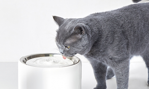 猫咪饮水机怎么用
