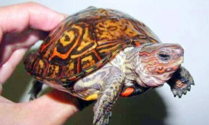 油彩木纹龟饲养方法