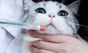 为什么猫咪吃药会哭闹
