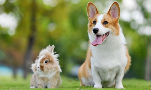 为什么狗最恨兔子