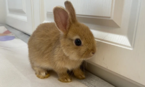 侏儒兔可以自家繁殖吗