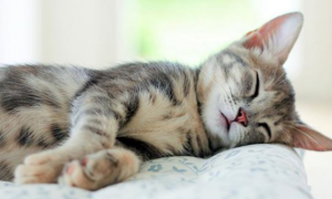 为什么猫咪能帮助孩子入睡