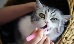 为什么要帮猫咪刷牙睡觉呢