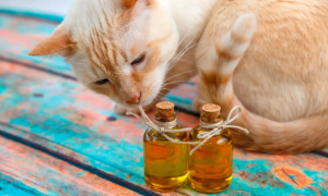 猫咪为什么吃蜂蜜呢