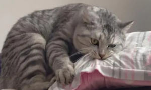 猫咪为什么突然咬枕头角呢