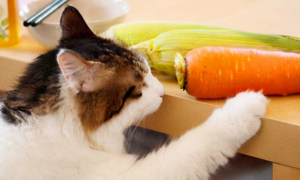 猫能吃的食物大全有哪些