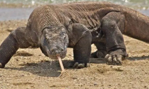 科莫多巨蜥吃人事件