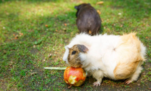 荷兰猪吃苹果的禁忌