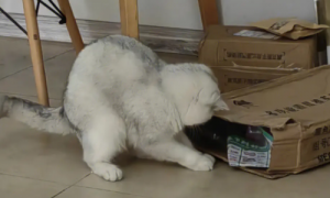 猫为什么喜欢快递箱