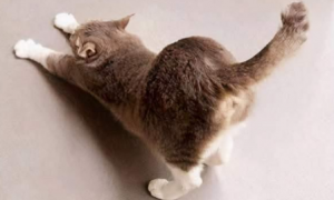 猫咪后腿扭屁股是为什么原因