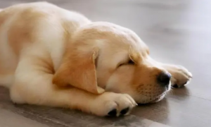为什么小狗喜欢睡地板