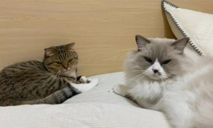 猫咪为什么晚上吵架不睡觉呢