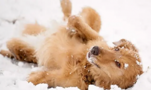 为什么小狗狗喜欢玩雪
