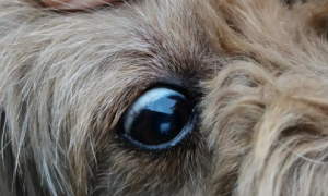 狗的眼睛有一坨白色的东西
