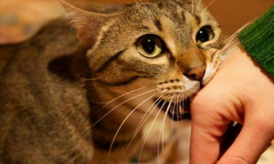 猫咪为什么喜欢咬人玩