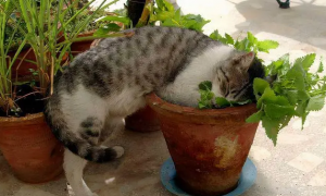 养猫家庭适合养的植物