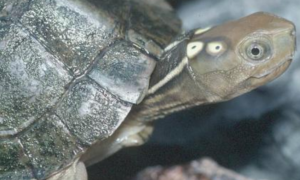 四眼斑龟养多久才能成年