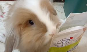 侏儒兔吃什么兔粮