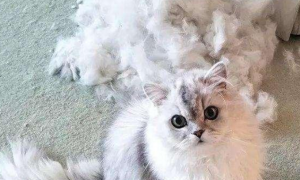 为什么突然对猫毛过敏
