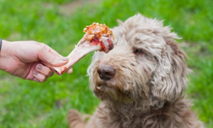 狗狗爱吃肉骨头的原因