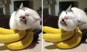 猫咪为什么怕香蕉玩偶呢