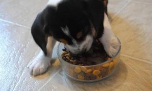 如何让狗在家放心吃狗粮呢