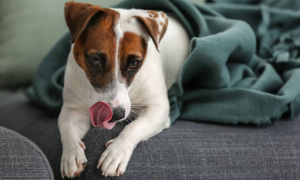 为什么狗狗总舔沙发呢