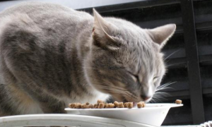 为什么猫咪要吐粮食