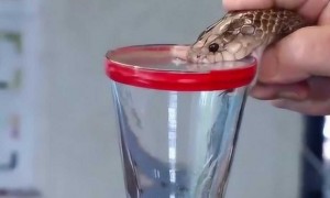 蛇为什么会产生毒液