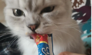 猫吃猫条有营养吗