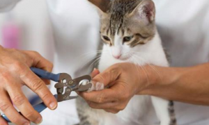 为什么有的猫咪不让剪指甲呢