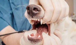 狗狗牙齿为什么会出血