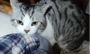 猫咪为什么老是咬衣服