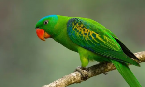 绿鹦鹉是几级保护动物