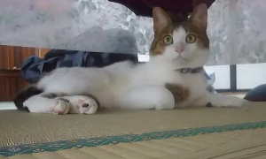 猫为什么喜欢钻桌底呢